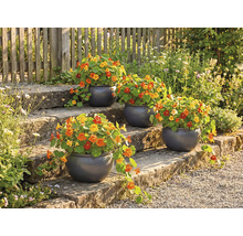 Květinové schodiště s osázenými kulatými květináči a lichořeřišnicí