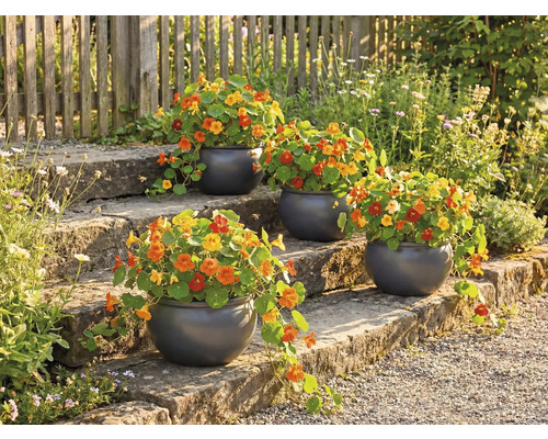 Květinové schodiště s osázenými kulatými květináči a lichořeřišnicí