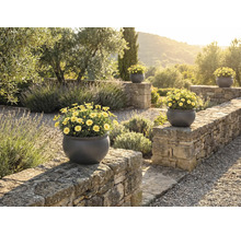 Pohled na zahradu s kamennou zdí a několika kulatými květináči se žlutými kopretinami