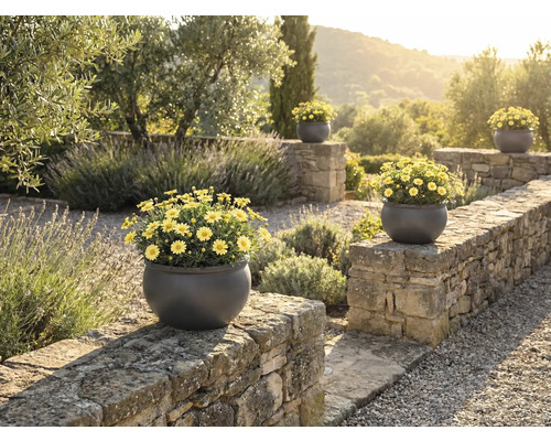 Pohled na zahradu s kamennou zdí a několika kulatými květináči se žlutými kopretinami