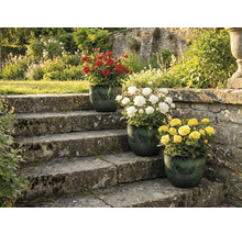 Tři růžové keře s červenými, bílými a žlutými květy v květináčích na kamenném schodišti v zahradě.