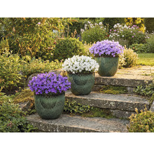 Tři zvonky v květináčích na kamenném schodišti v zahradě.