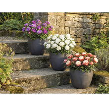 Tři růže v květináčích na kamenném schodišti