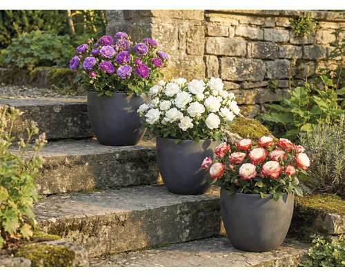 Tři růže v květináčích na kamenném schodišti