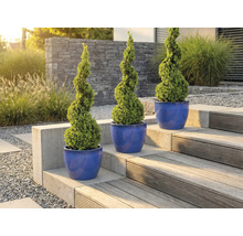 Tři buxusy spirálovitého tvaru v květináčích na zahradním schodišti.
