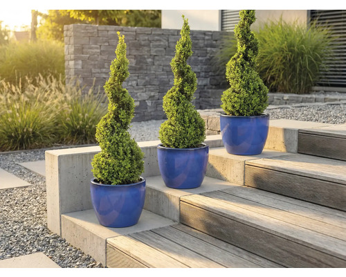 Tři buxusy spirálovitého tvaru v květináčích na zahradním schodišti.