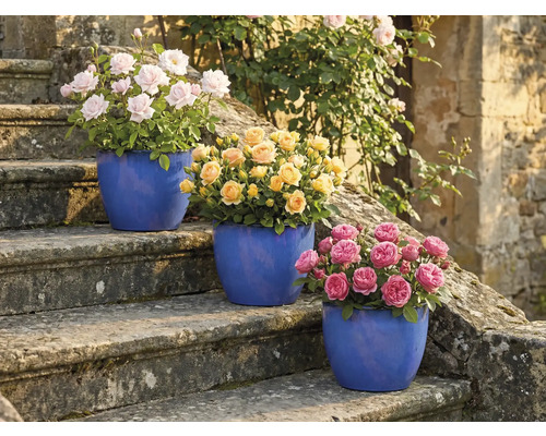 Tři růžové keře v květináčích na kamenném schodišti s růžovými, žlutými a růžovými květy.