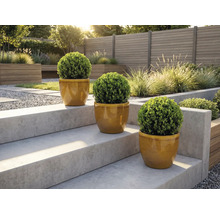 Tři kulaté zimostrázy v květináčích na zahradních schodech