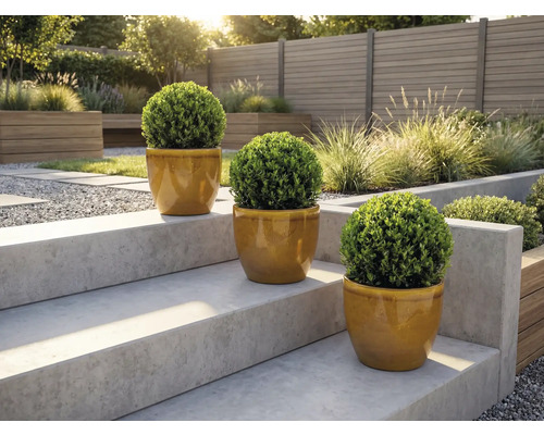 Tři kulaté zimostrázy v květináčích na zahradních schodech