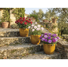 Tři růže v květináčích na kamenných schodech v zahradě.