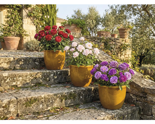 Tři růže v květináčích na kamenných schodech v zahradě.