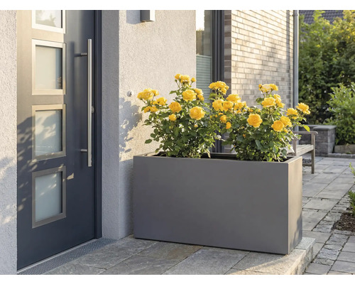 Šedý truhlík s žlutými růžemi před vchodovými dveřmi