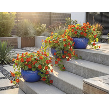 Tři modré květináče s lichořeřišnicí větší na zahradním schodišti