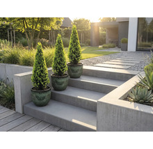 Tři hrnkové rostliny na betonových schodech v moderní zahradě.