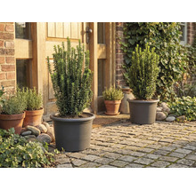 Zahrada s rostlinami v květináčích před domem