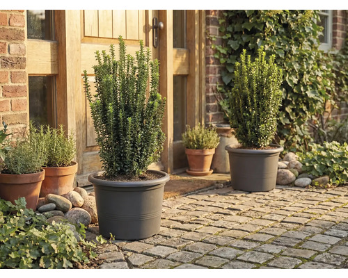 Zahrada s rostlinami v květináčích před domem