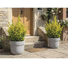 Okrasné rostliny v květináčích před vchodovými dveřmi.