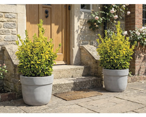 Okrasné rostliny v květináčích před vchodovými dveřmi.