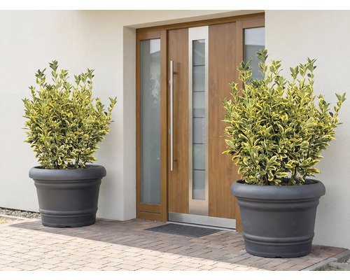 Scéna se dvěma rostlinami v květináčích před vchodovými dveřmi.