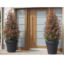 Dva hlohyně šarlatové v květináčích před vchodovými dveřmi