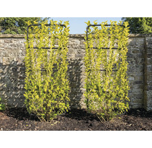 Dva buxusy s mřížemi před kamennou zdí