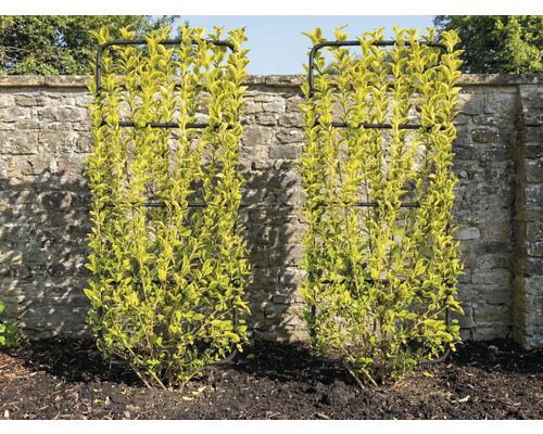 Dva buxusy s mřížemi před kamennou zdí