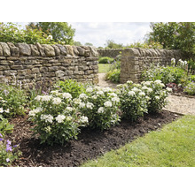 Zahrada s kamennou zdí a kvetoucími keři