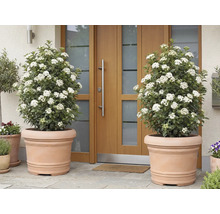 Dvě kvetoucí rostliny Viburnum tinus v terakotových květináčích před vchodovými dveřmi.