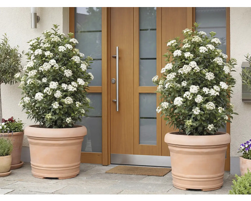 Dvě kvetoucí rostliny Viburnum tinus v terakotových květináčích před vchodovými dveřmi.