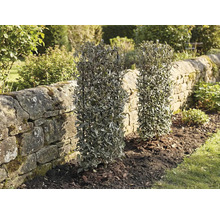 Dva stálezelené živé ploty v zahradě vedle kamenné zdi.