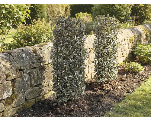 Dva stálezelené živé ploty v zahradě vedle kamenné zdi.