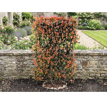 V zahradě stojí hustý živý plot z čínské fotinie před kamennou zdí.