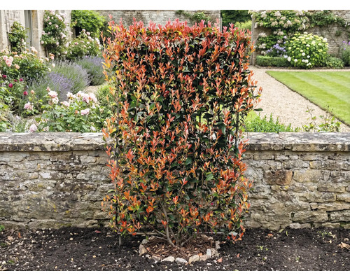 V zahradě stojí hustý živý plot z čínské fotinie před kamennou zdí.