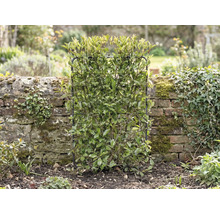 V zahradě stojí stálezelený živý plot, který je podepřený mřížovou konstrukcí.