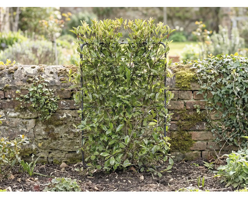 V zahradě stojí stálezelený živý plot, který je podepřený mřížovou konstrukcí.