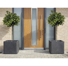 Okrasné listnaté stromy v čtvercových květináčích před vchodovými dveřmi