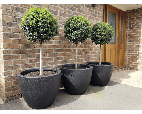 Tři buxusové koule v černých květináčích před cihlovou zdí.