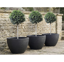 Tři buxusy ve tvaru koule v černých květináčích