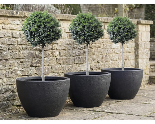 Tři buxusy ve tvaru koule v černých květináčích