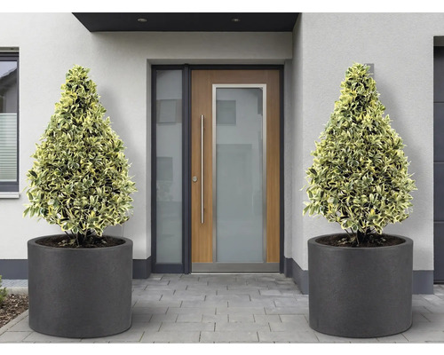 Vstupní prostor se dvěma kuželovitými rostlinami v kulatých květináčích