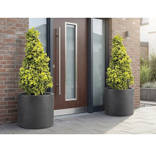 Dva kuželové stromy v květináčích před vchodovými dveřmi