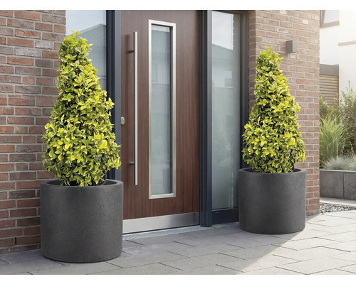 Dva kuželové stromy v květináčích před vchodovými dveřmi