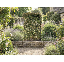 Zahrada se živým plotem v mřížovém rámu jako ochrana soukromí.