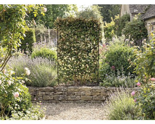 Zahrada se živým plotem v mřížovém rámu jako ochrana soukromí.