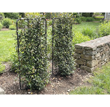 Dva kovové mřížové rámy pokryté listím stojí v zahradě.