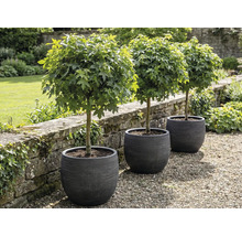 Tři kulovité javory v květináčích na zahradě.