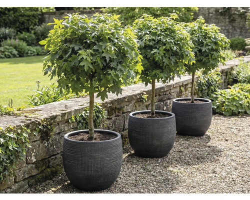 Tři kulovité javory v květináčích na zahradě.