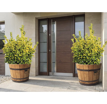 Ozdobné rostliny v dřevěných kádích před vchodovými dveřmi