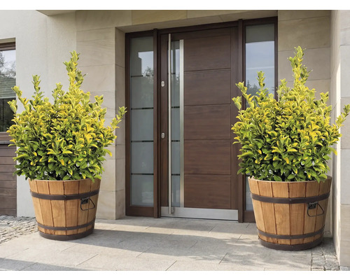Ozdobné rostliny v dřevěných kádích před vchodovými dveřmi