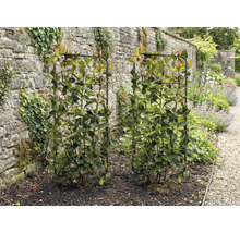 Dvě hlohyně šarlatové na mřížích v zahradě